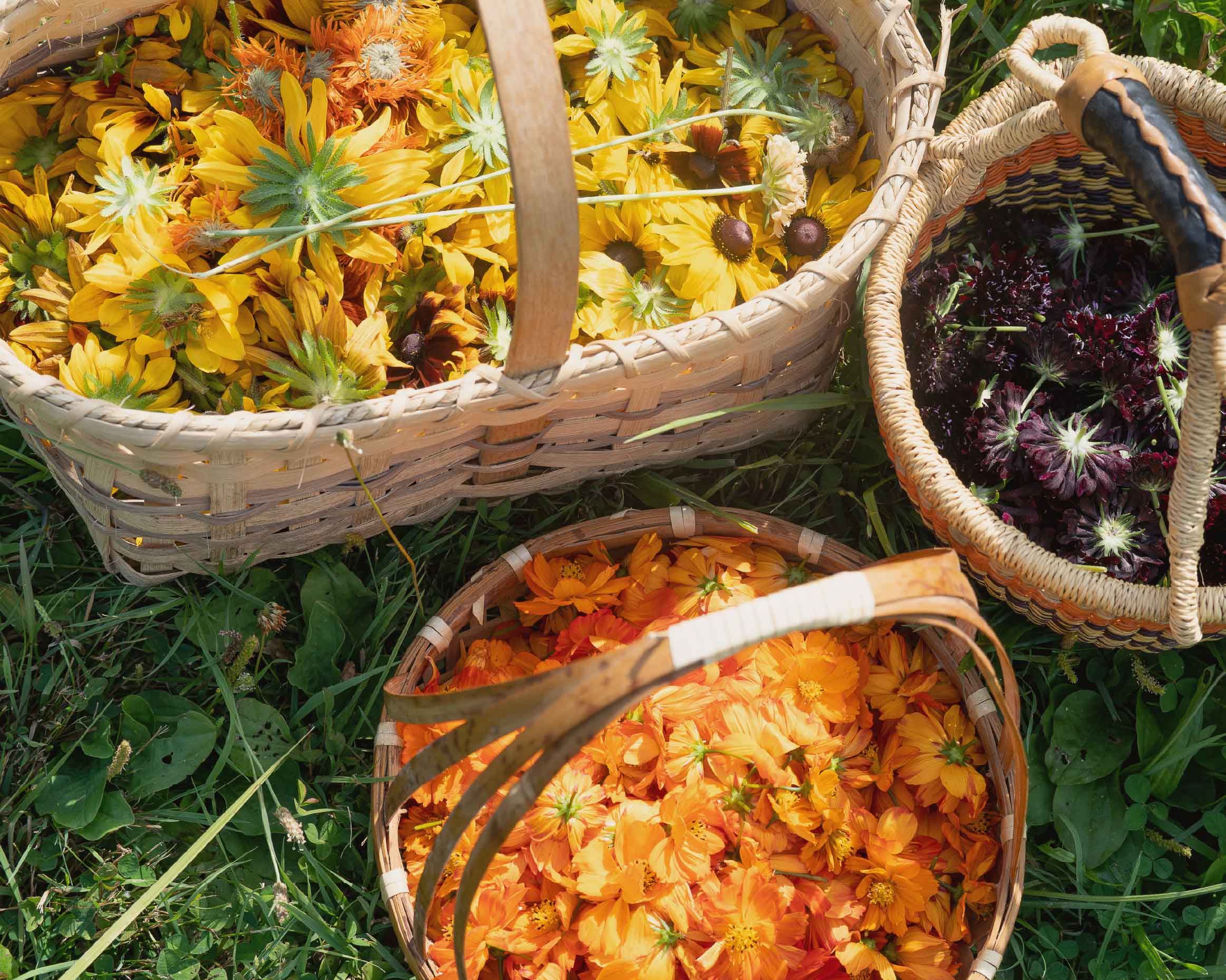 Natural Dye