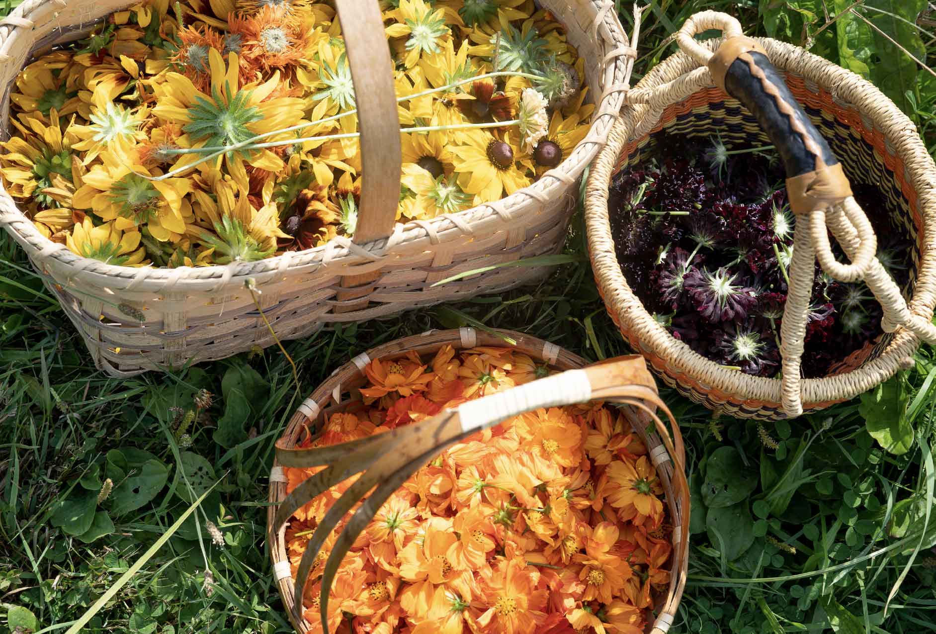 Natural Dyeing_Flowers